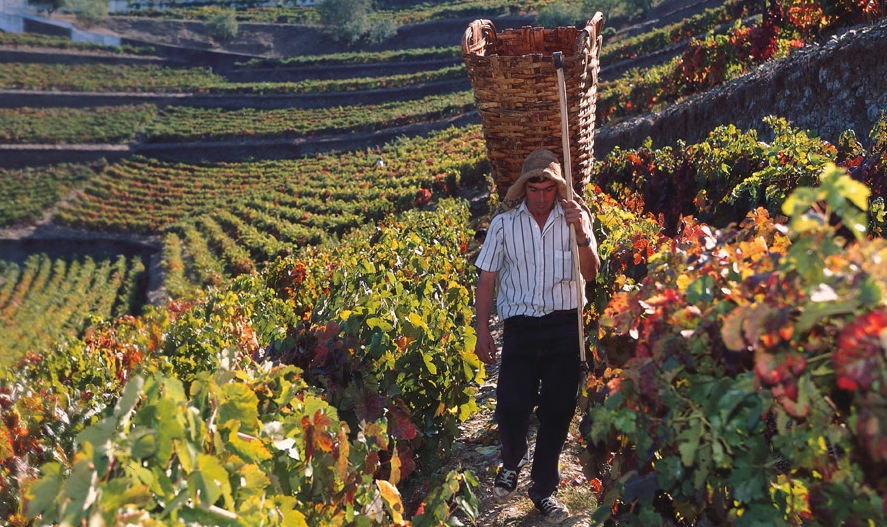 Travel vineyard clearance