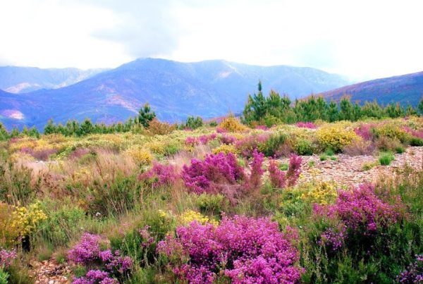 serra da estrela